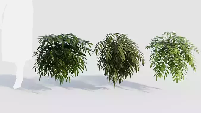 Coniogramme japonica a