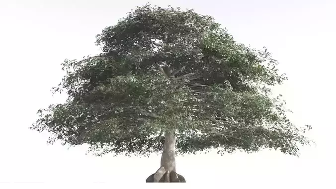 EVERYPlant Sea Almond 2 --15 Models-- 3D model