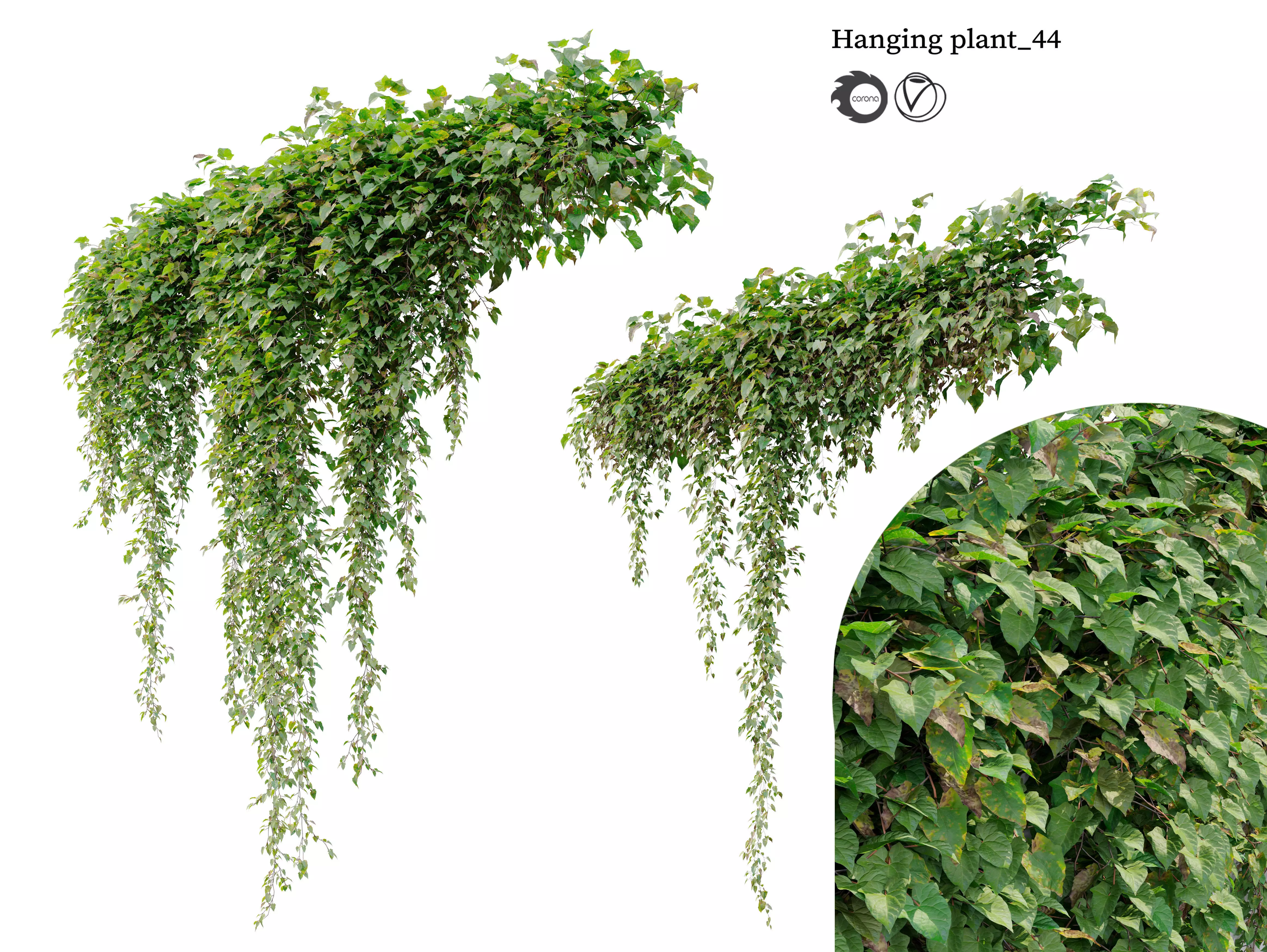 Hanging Plant 44 3D model