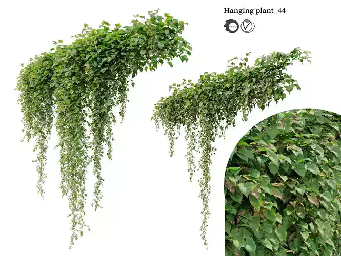 Hanging Plant 44