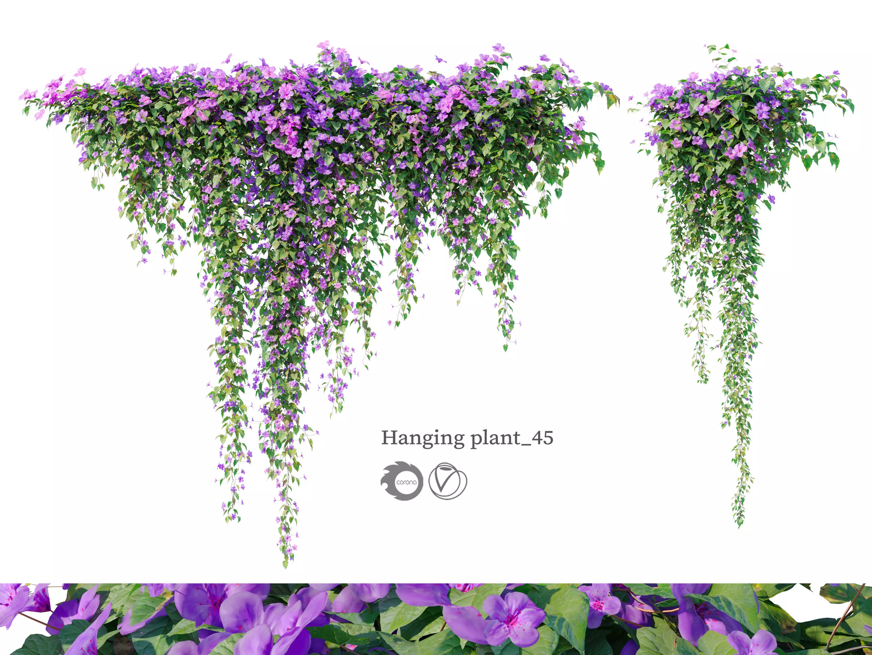 Hanging Plant 45 3D model