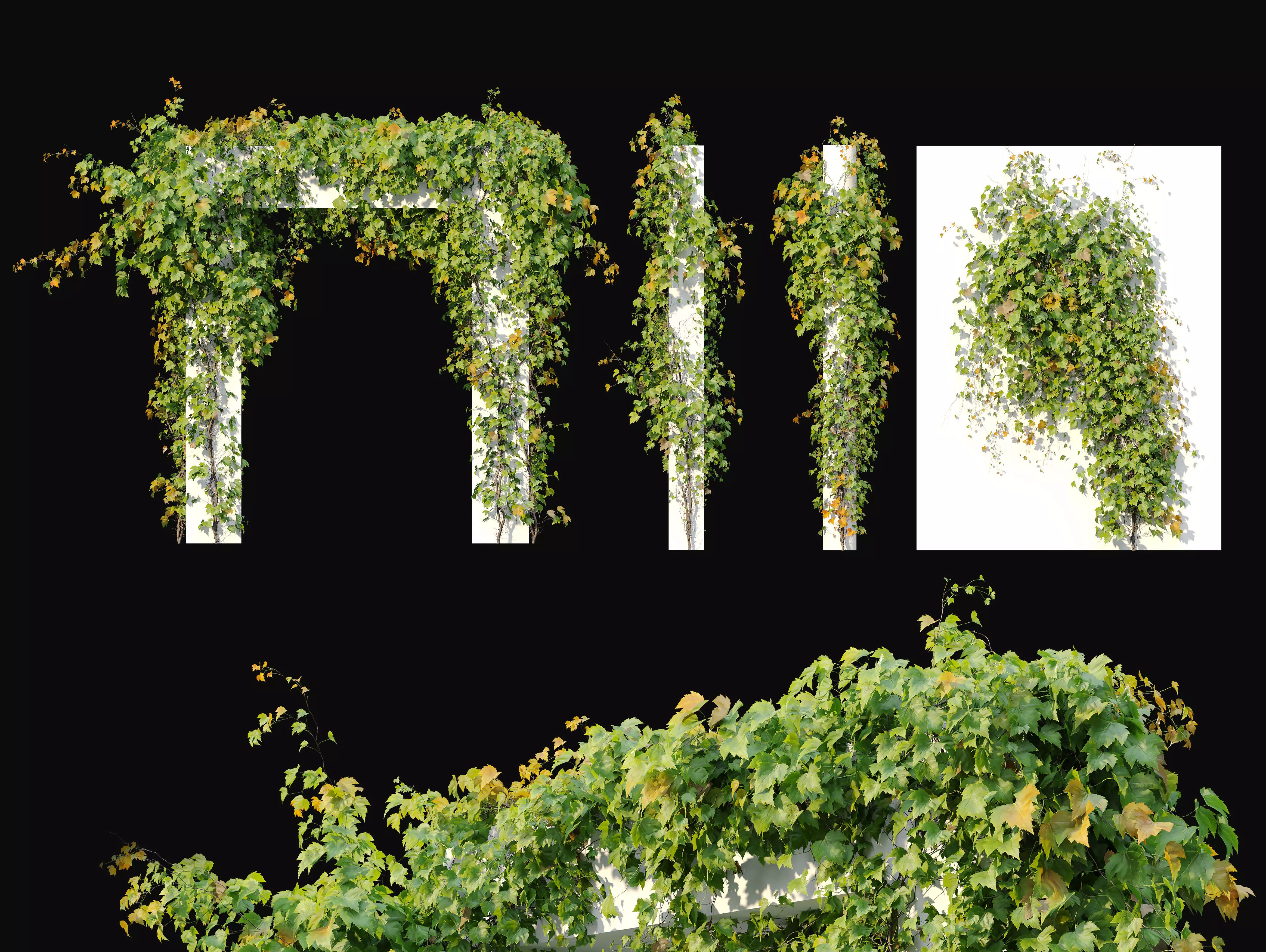 Boston ivy 3D model