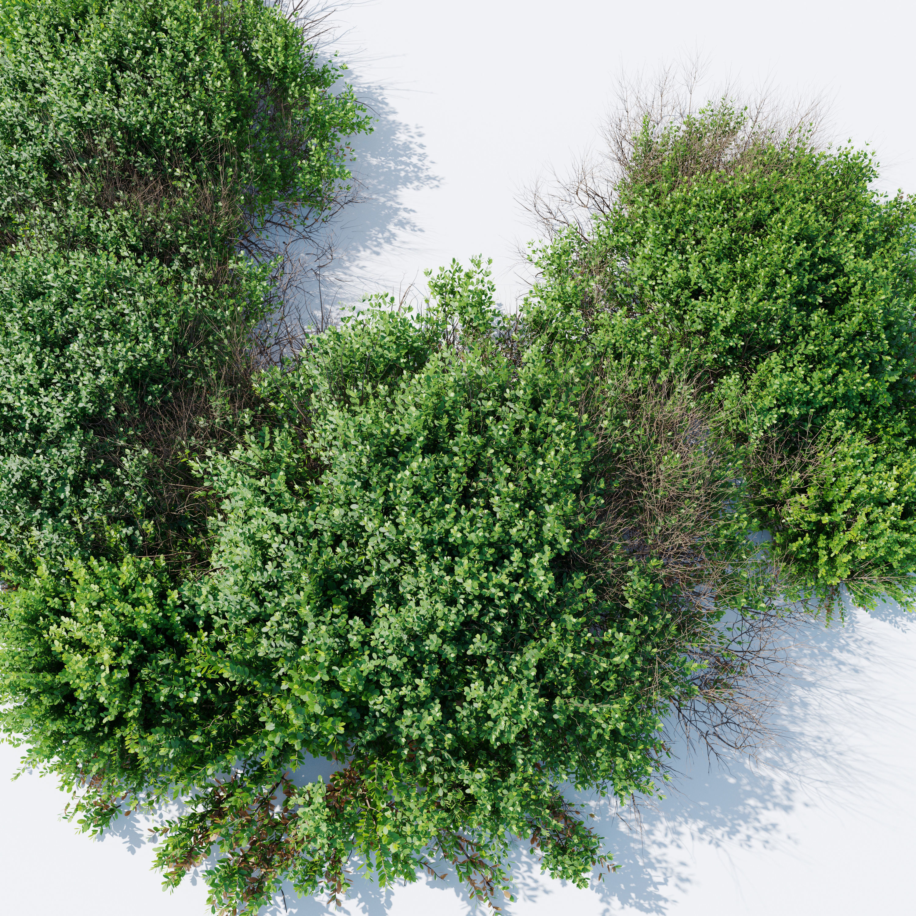 Cotoneaster bush 3D model_2