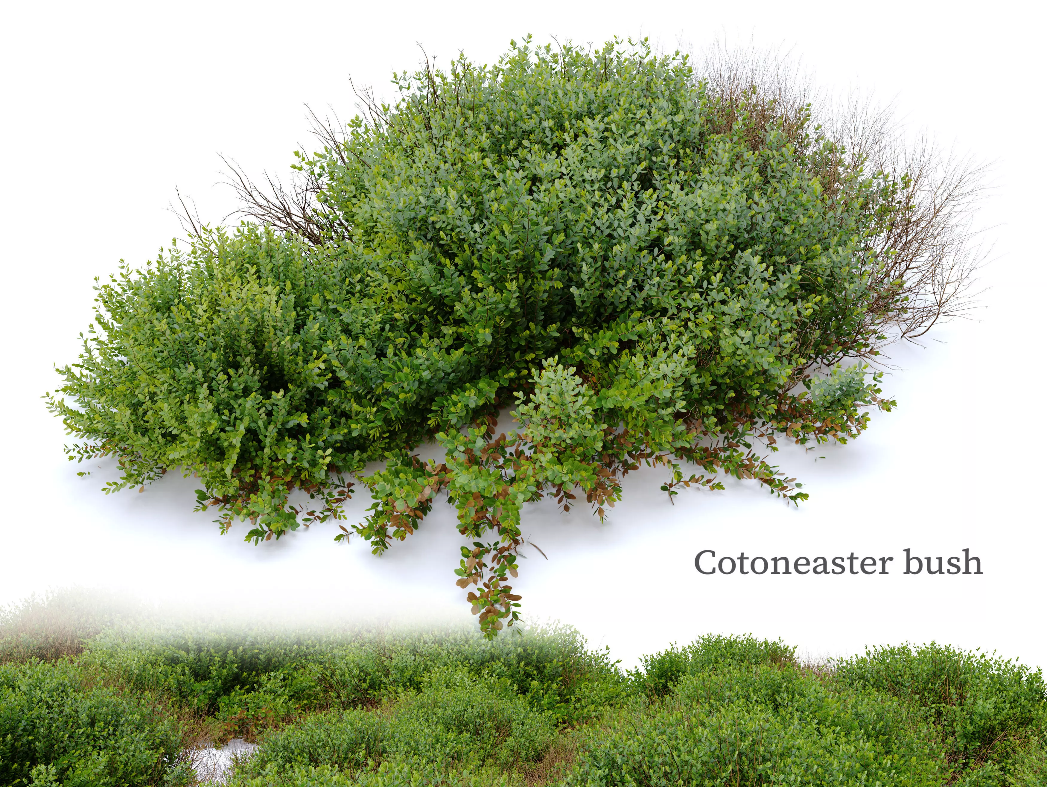 Cotoneaster bush 3D model_0
