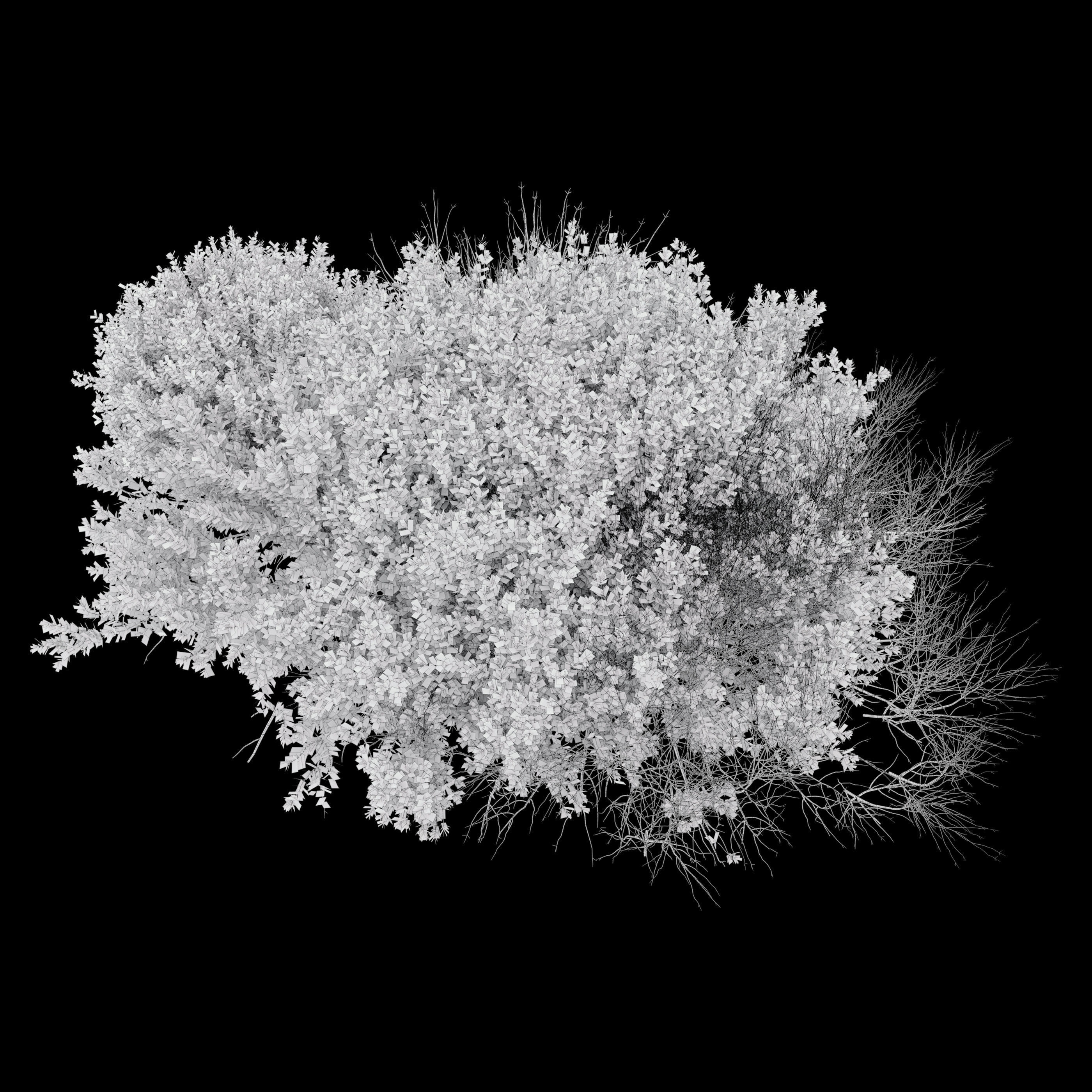 Cotoneaster bush 3D model_3