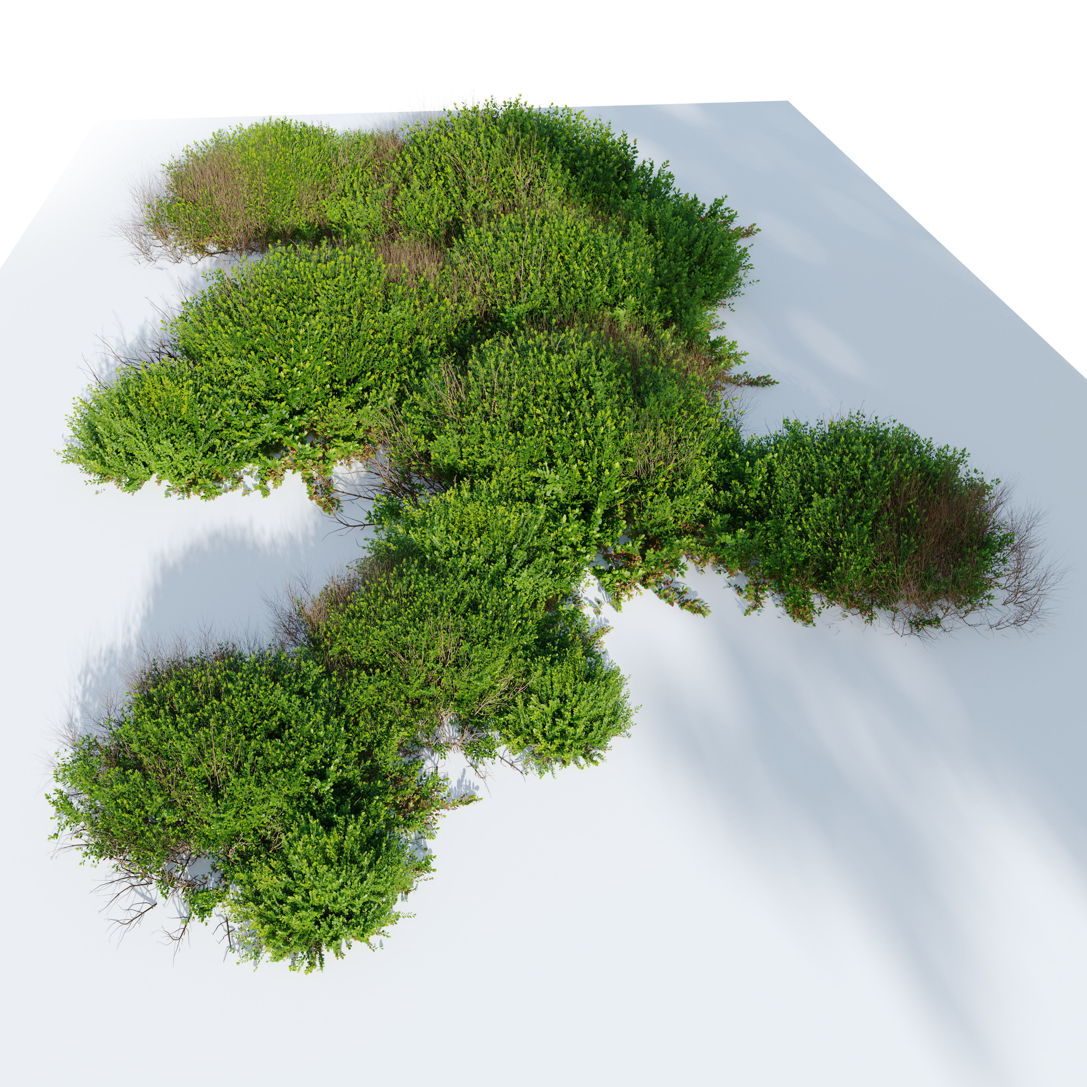 Cotoneaster bush 3D model_1