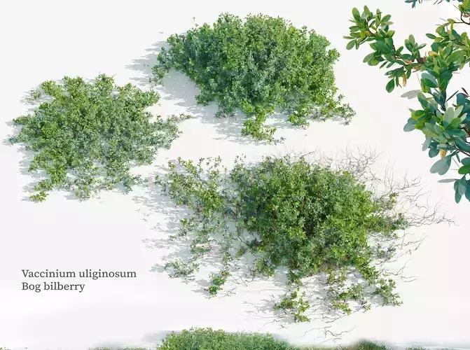 Vaccinium uliginosum