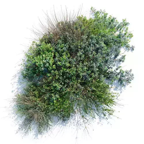 wild bush 3D model
