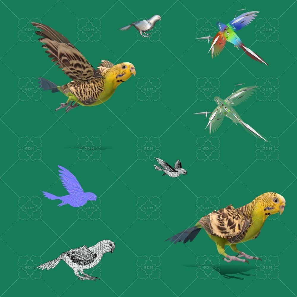 Budgerigar Parakeet Parrot Bird Low-poly 3D model_2