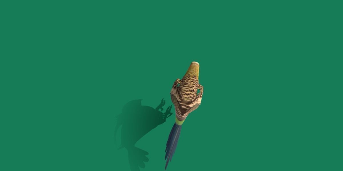 Budgerigar Parakeet Parrot Bird Low-poly 3D model_21