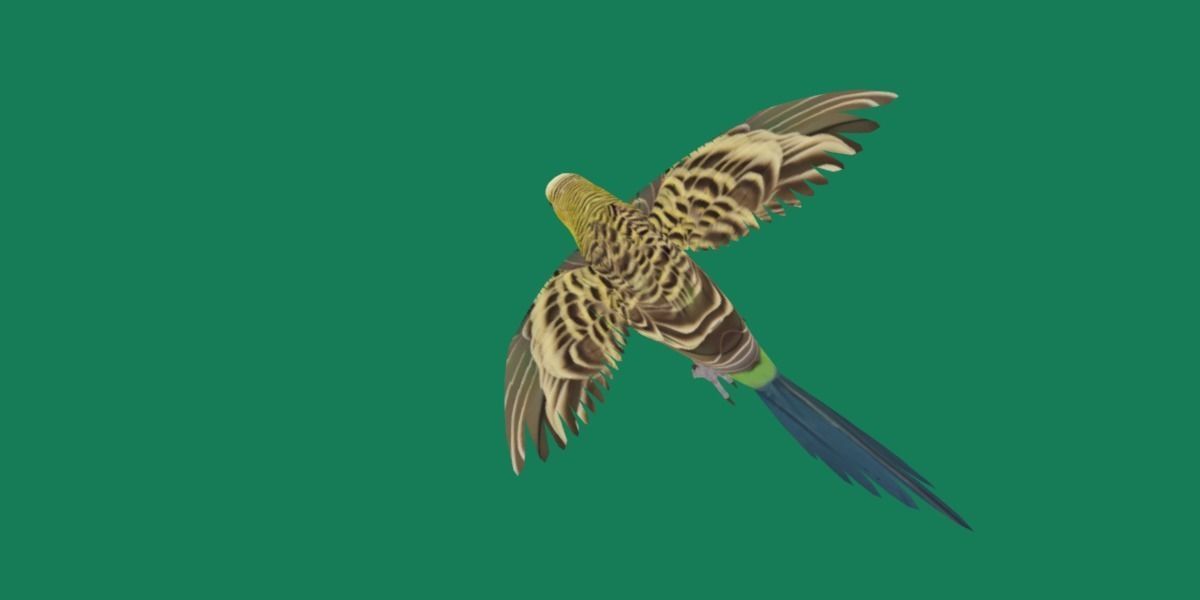 Budgerigar Parakeet Parrot Bird Low-poly 3D model_4