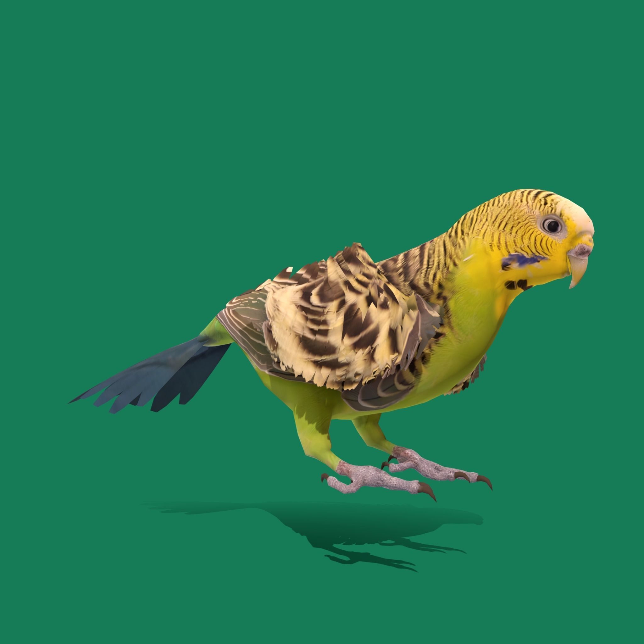 Budgerigar Parakeet Parrot Bird Low-poly 3D model_18