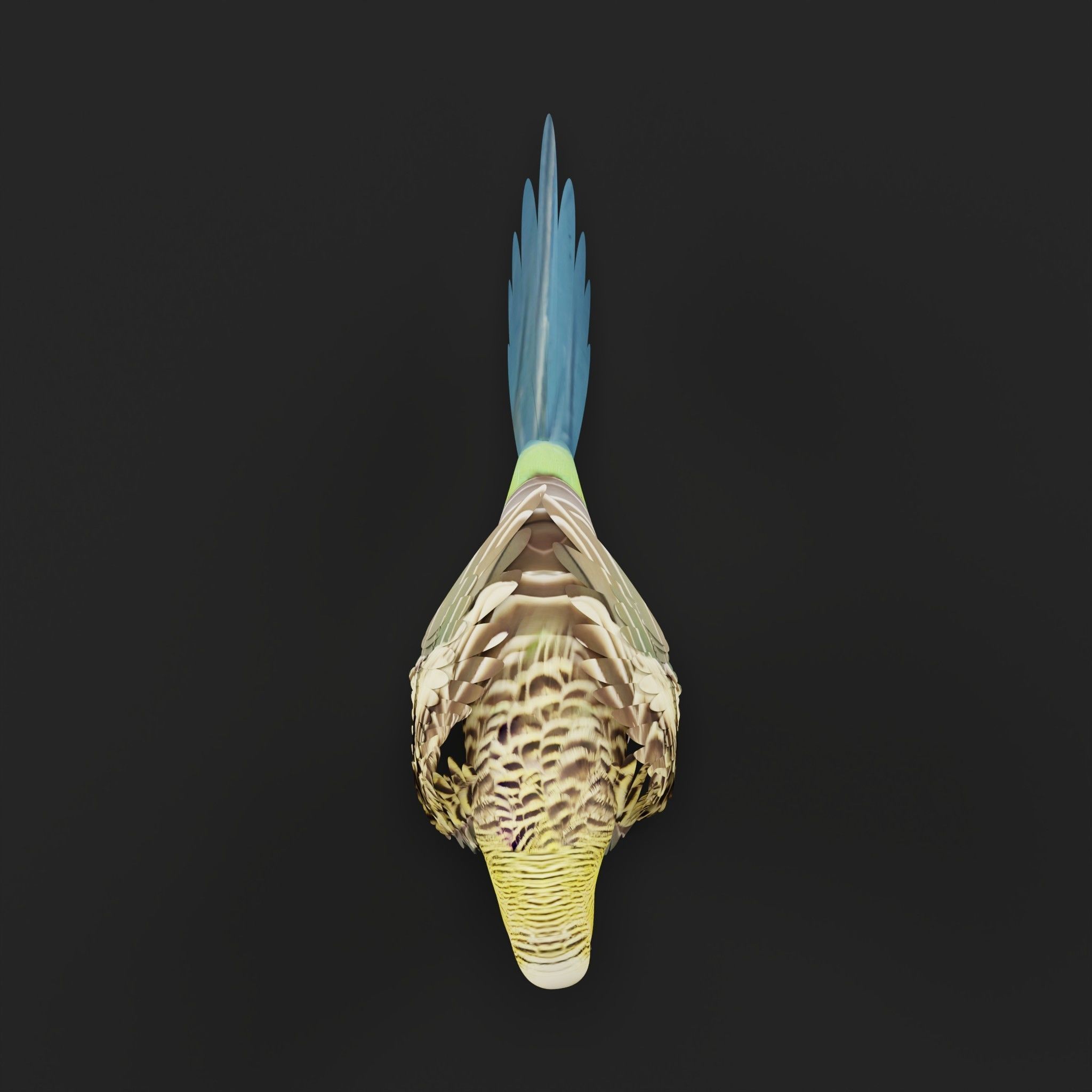 Budgerigar Parakeet Parrot Bird Low-poly 3D model_29