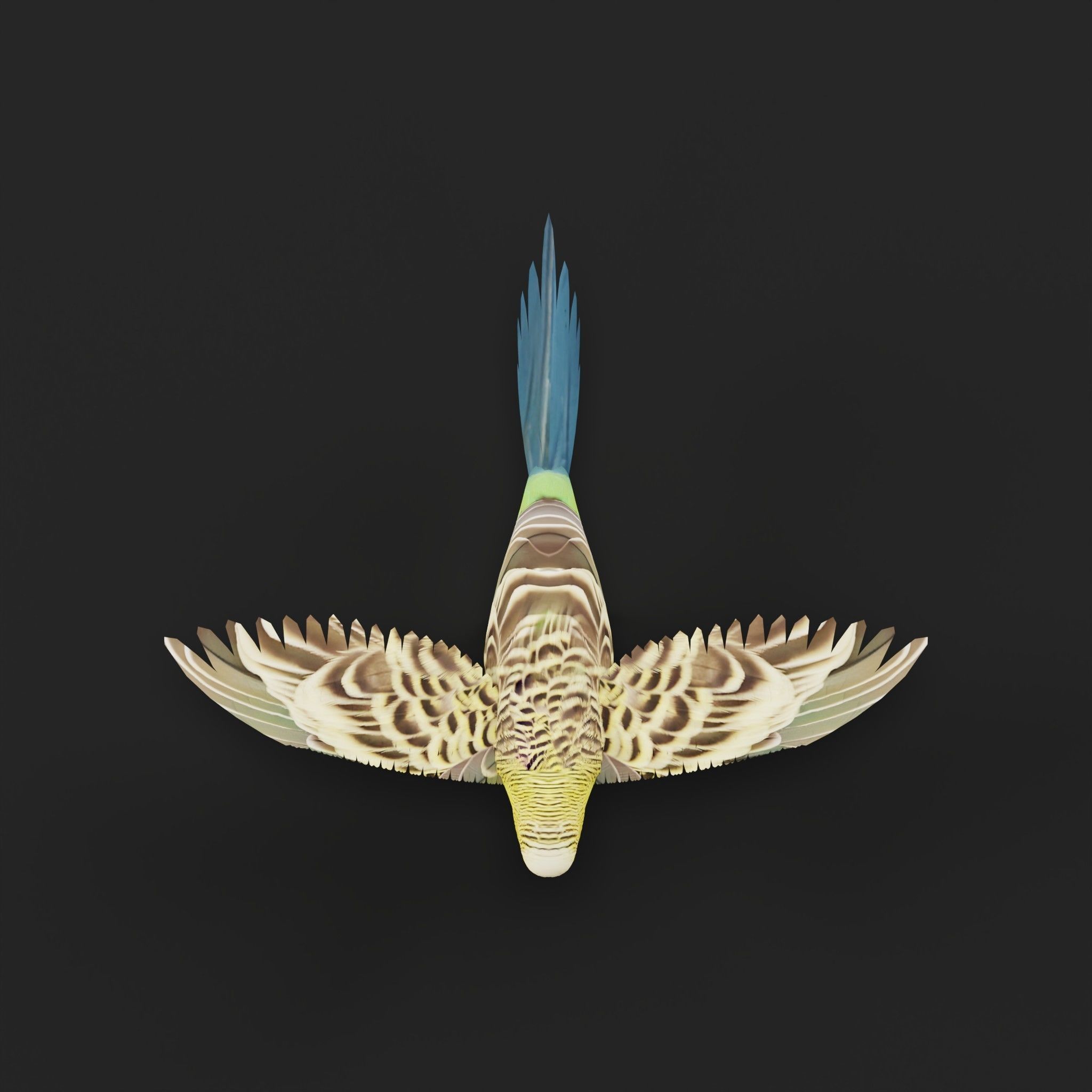 Budgerigar Parakeet Parrot Bird Low-poly 3D model_31