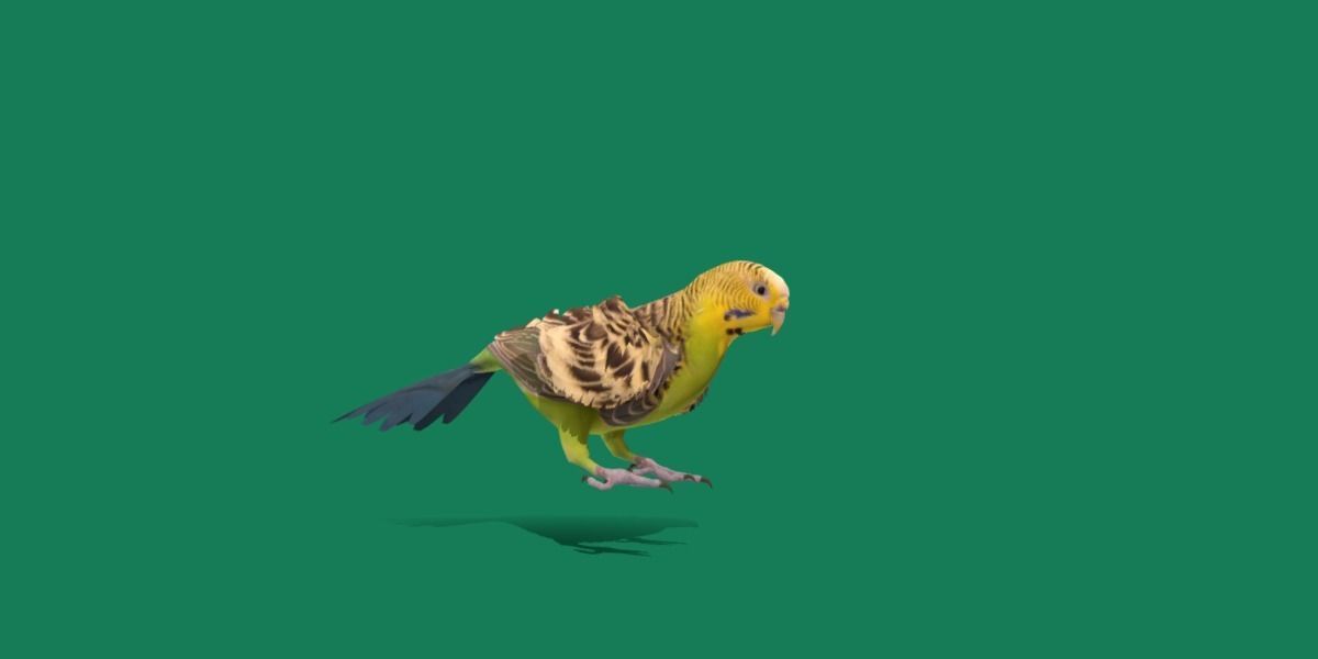 Budgerigar Parakeet Parrot Bird Low-poly 3D model_3