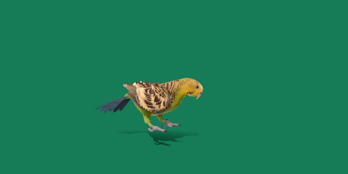 Budgerigar Parakeet Parrot Bird Low-poly 3D model_26