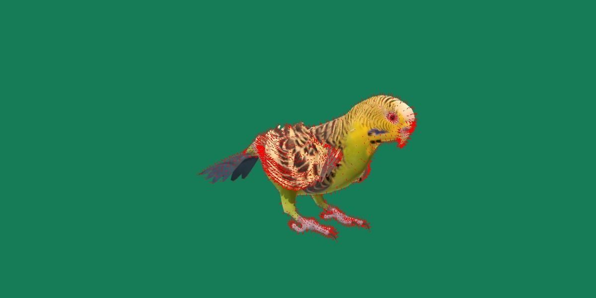 Budgerigar Parakeet Parrot Bird Low-poly 3D model_16