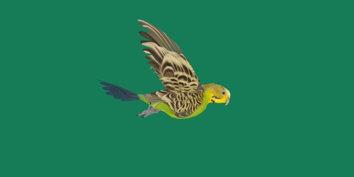 Budgerigar Parakeet Parrot Bird Low-poly 3D model_5