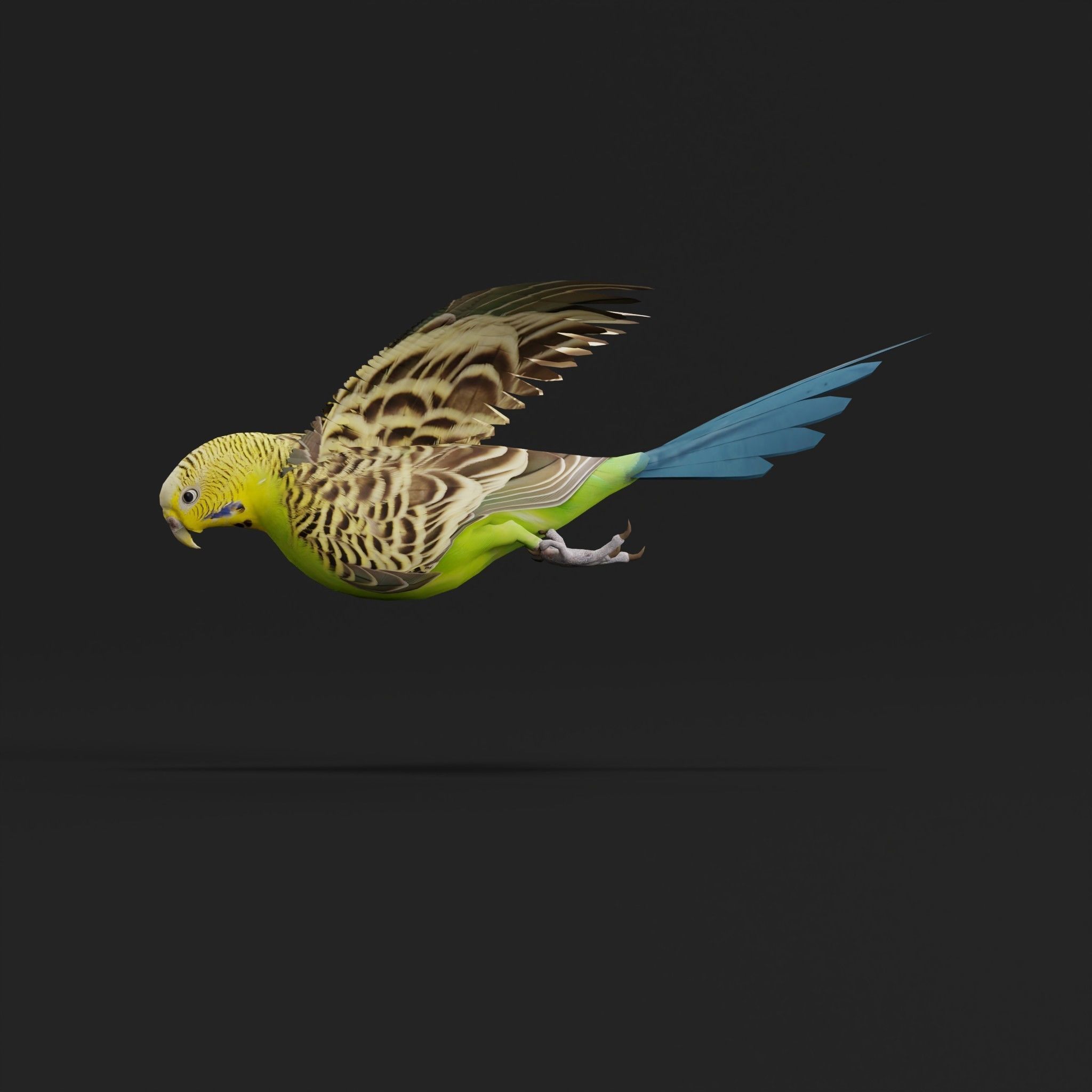 Budgerigar Parakeet Parrot Bird Low-poly 3D model_33