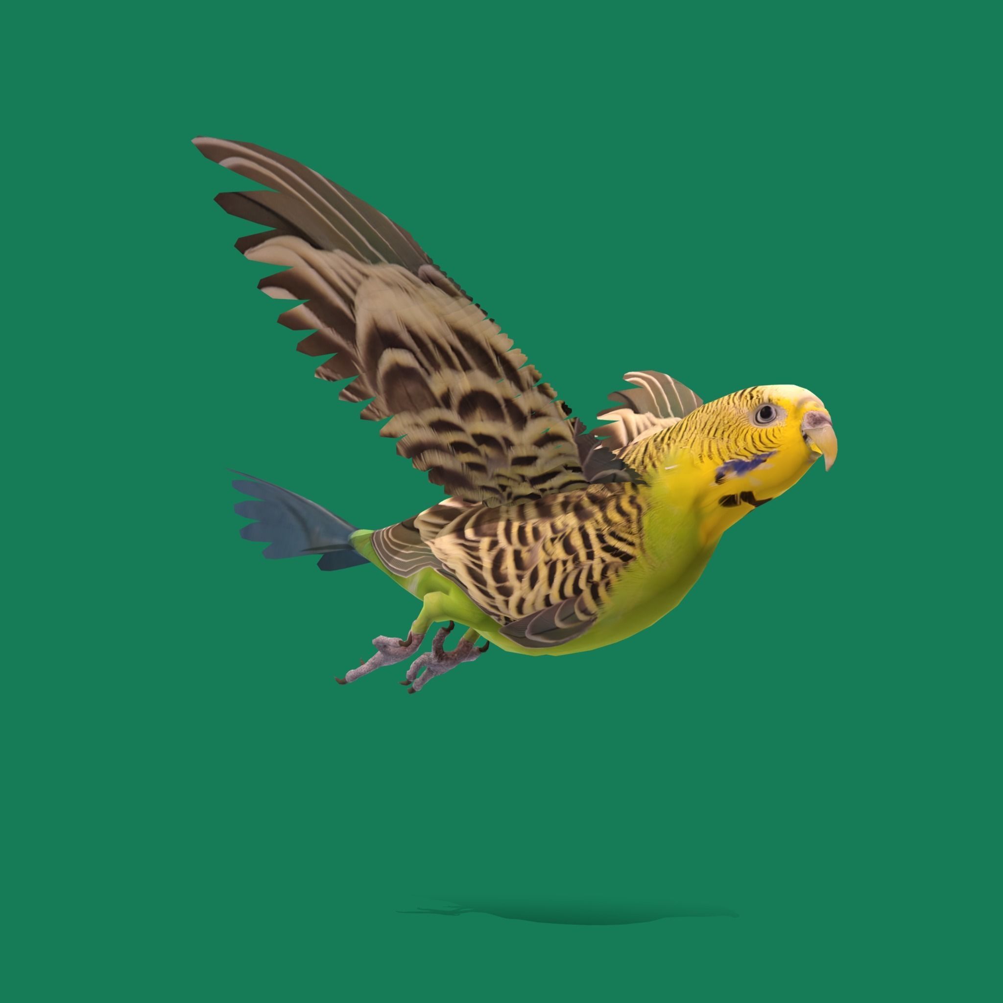 Budgerigar Parakeet Parrot Bird Low-poly 3D model_17