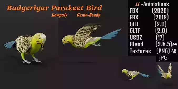 Budgerigar Parakeet Parrot Bird