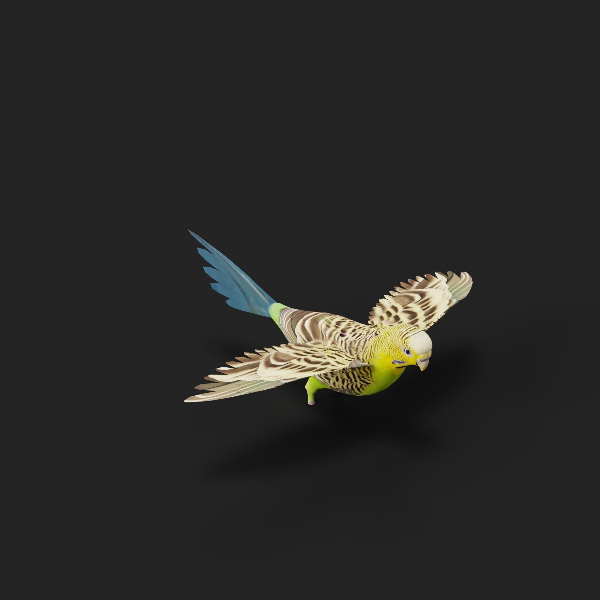 Budgerigar Parakeet Parrot Bird Low-poly 3D model_30
