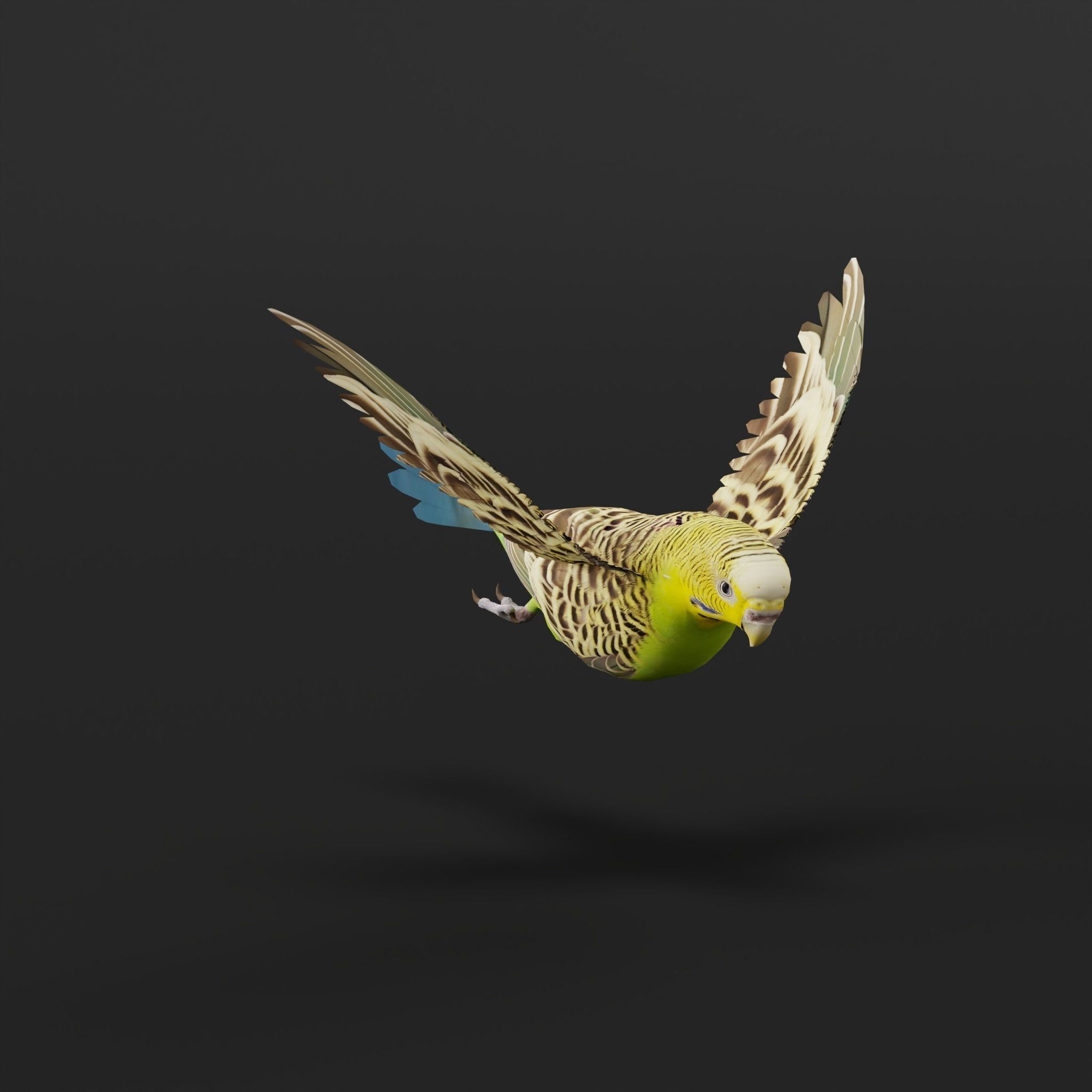 Budgerigar Parakeet Parrot Bird Low-poly 3D model_35