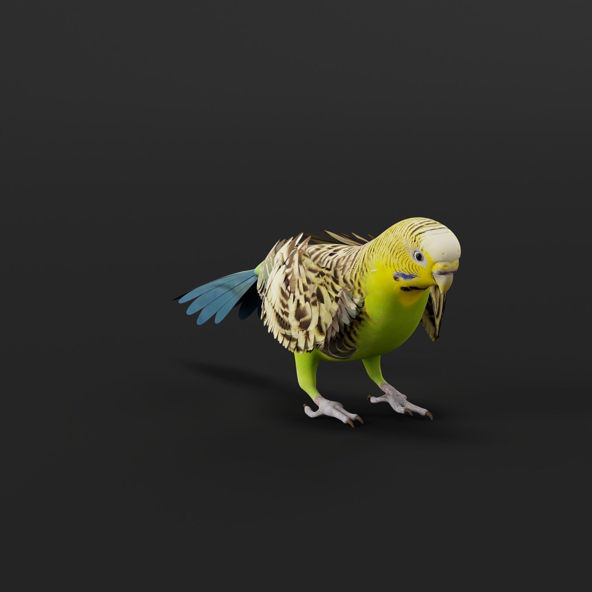 Budgerigar Parakeet Parrot Bird Low-poly 3D model_27