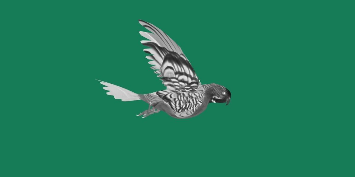 Budgerigar Parakeet Parrot Bird Low-poly 3D model_8