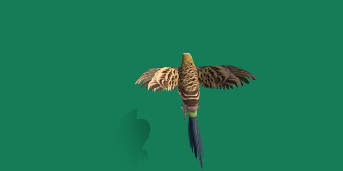 Budgerigar Parakeet Parrot Bird Low-poly 3D model_20
