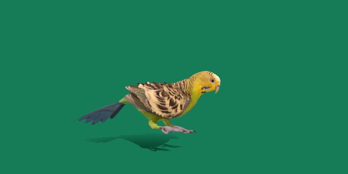 Budgerigar Parakeet Parrot Bird Low-poly 3D model_22
