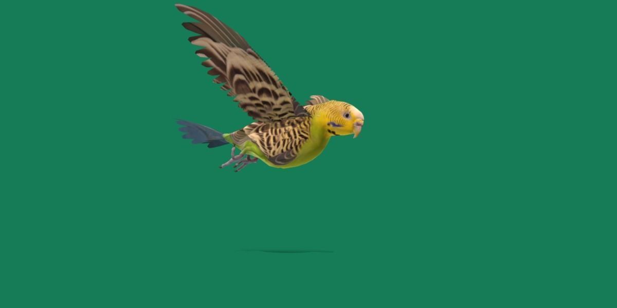 Budgerigar Parakeet Parrot Bird Low-poly 3D model_19