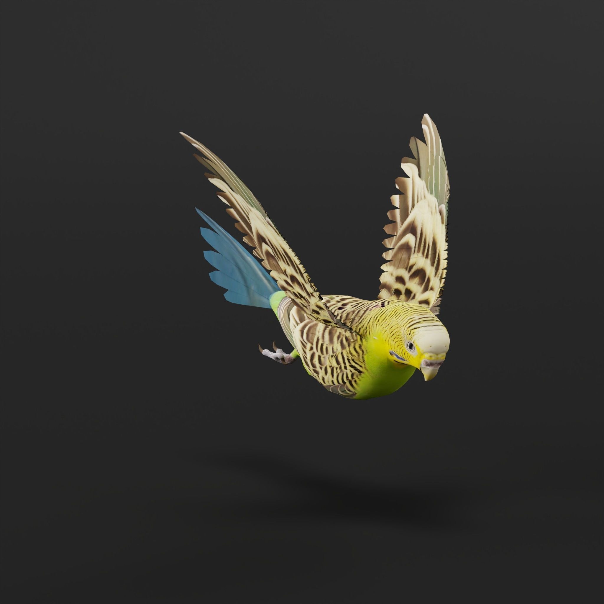 Budgerigar Parakeet Parrot Bird Low-poly 3D model_36