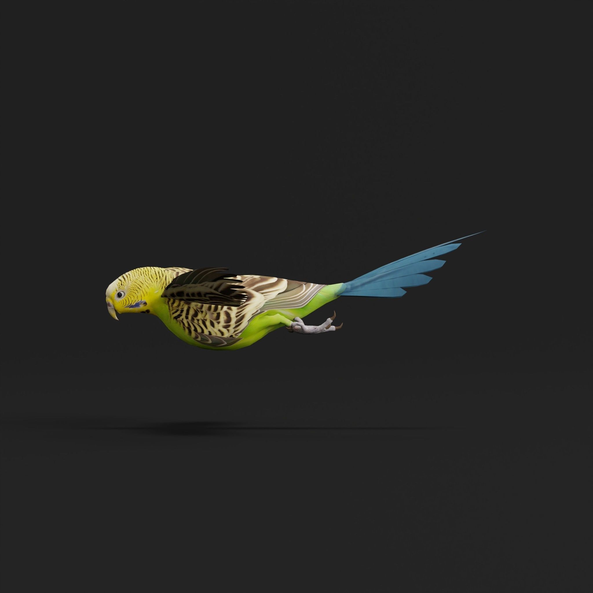 Budgerigar Parakeet Parrot Bird Low-poly 3D model_34