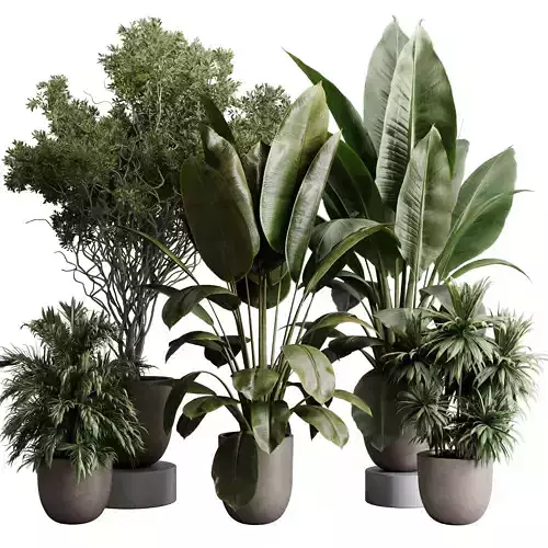 Ficus elastica - Ficus rubber palm tree - indoor plant set 502 3D model