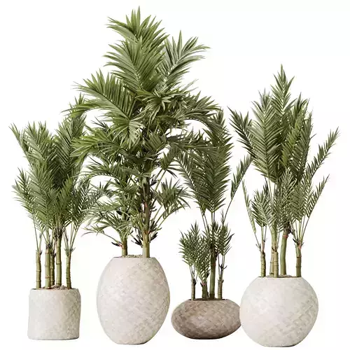 Plants Cyara Areca Palm Paradise Kentia Everlasting Set03 3D model