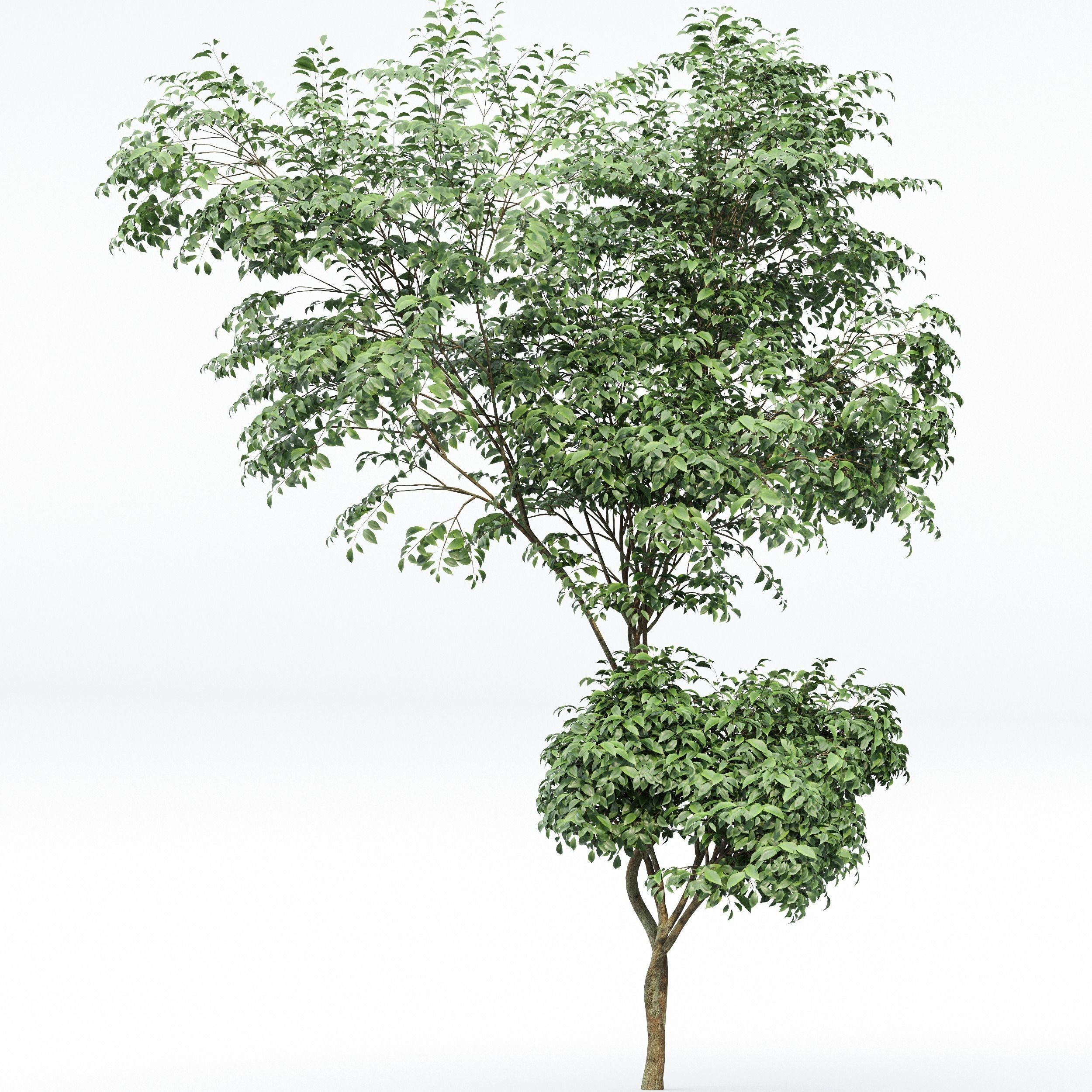 Beautiful Trees Carpinus Betulus and Japanese Cherry Leaf 3D model_3