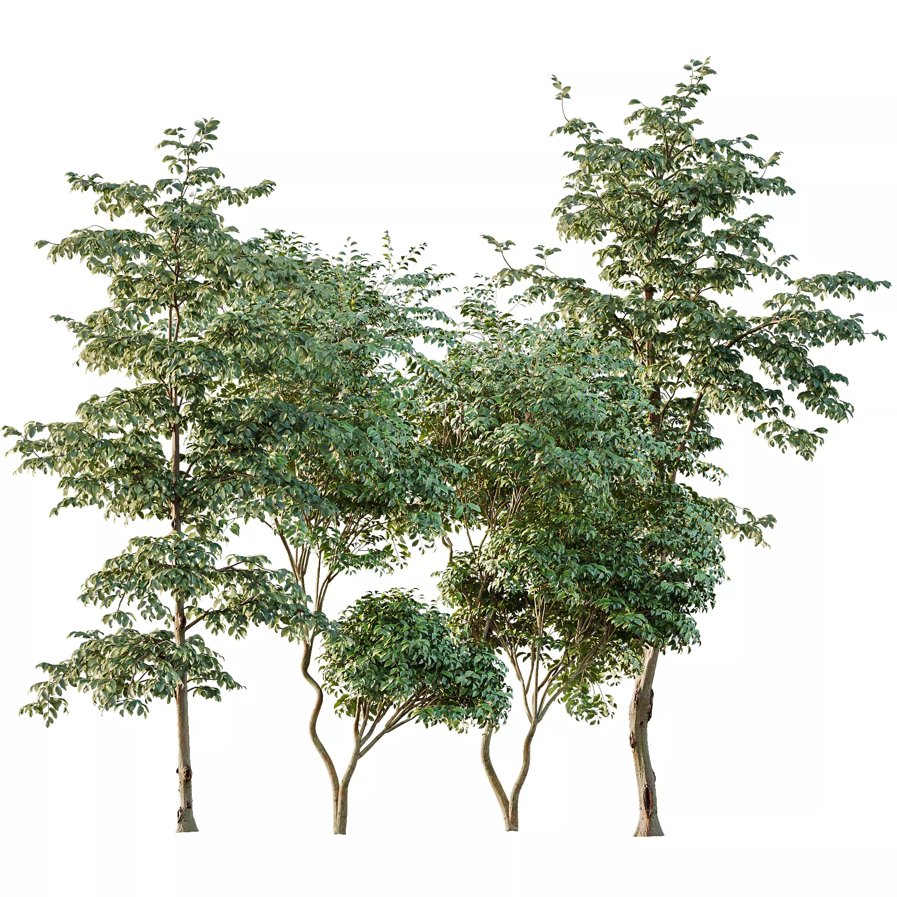 Beautiful Trees Carpinus Betulus and Japanese Cherry Leaf 3D model_0