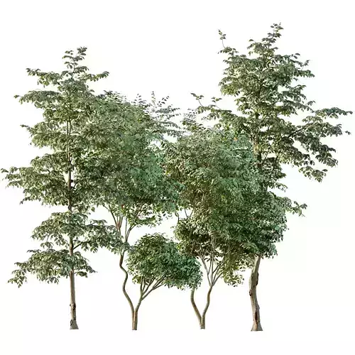 Beautiful Trees Carpinus Betulus and Japanese Cherry Leaf 3D model