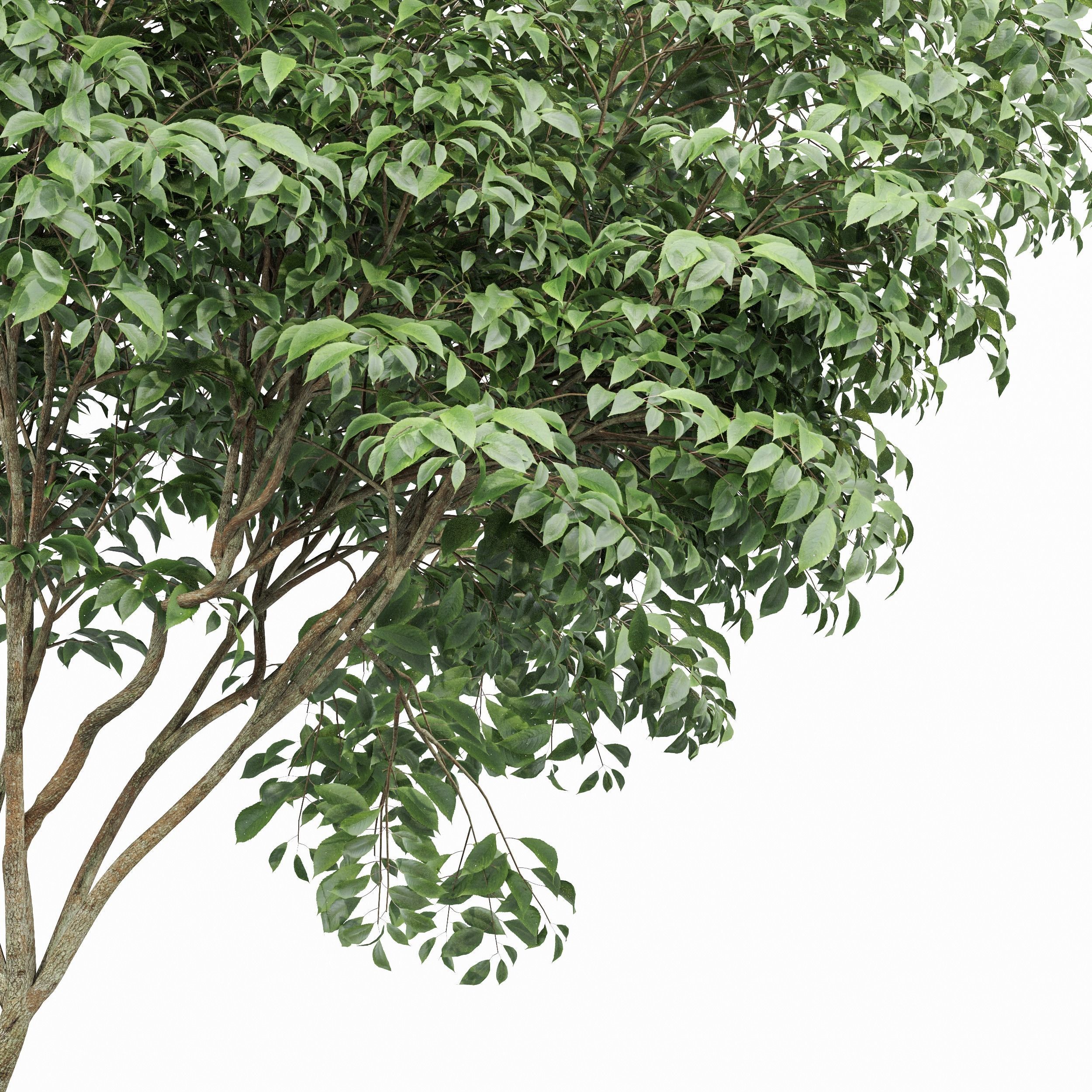 Beautiful Trees Carpinus Betulus and Japanese Cherry Leaf 3D model_5