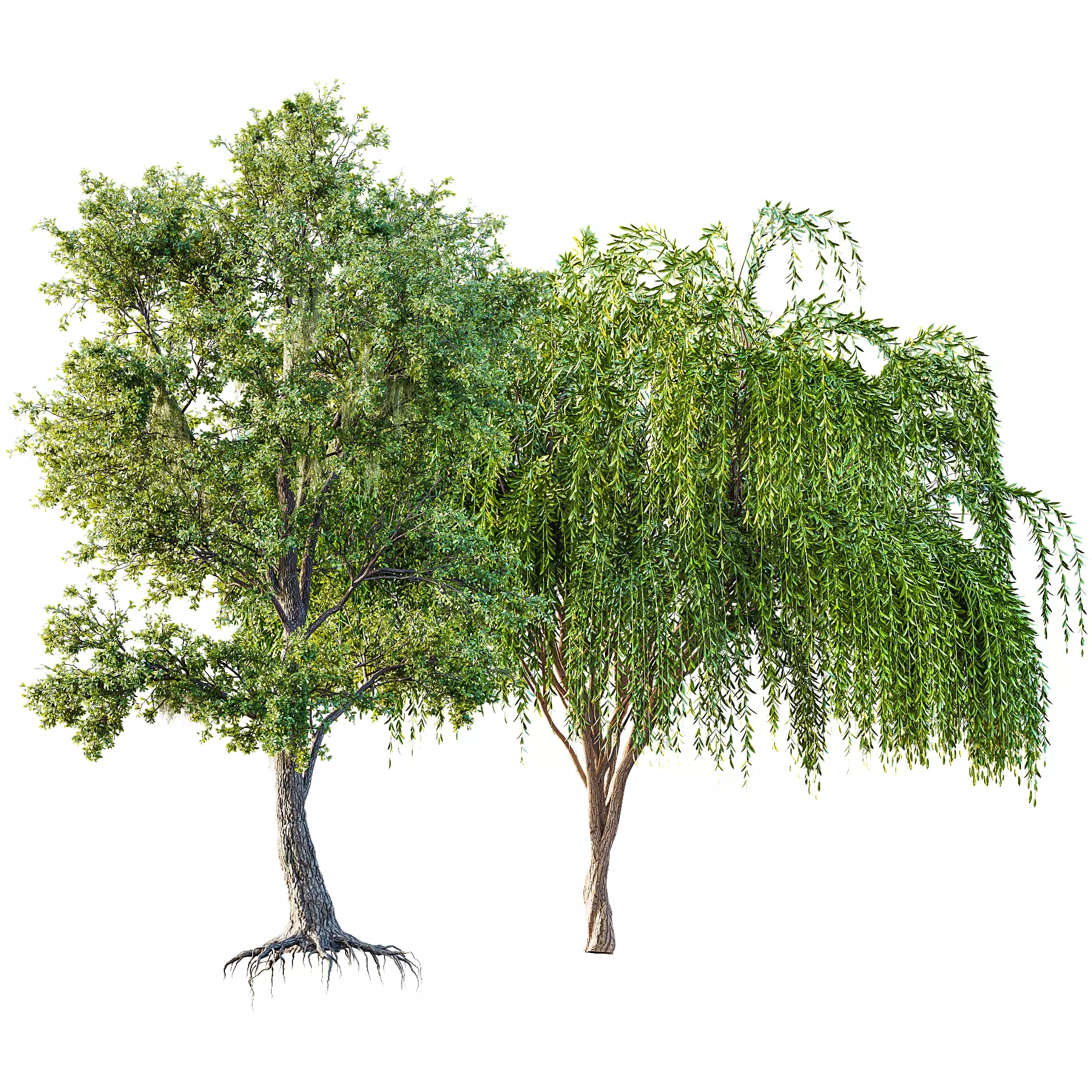 Angel Oak Live Tree Spanish Moss and Weeping Willow 3D model_0
