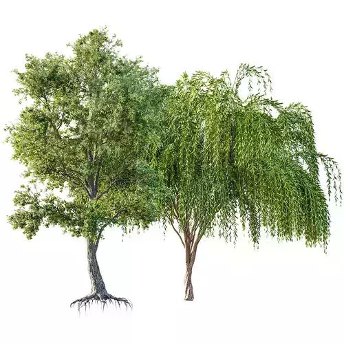 Angel Oak Live Tree Spanish Moss and Weeping Willow 3D model