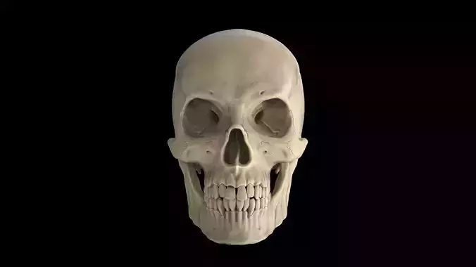 Human Male Skull 3D print model