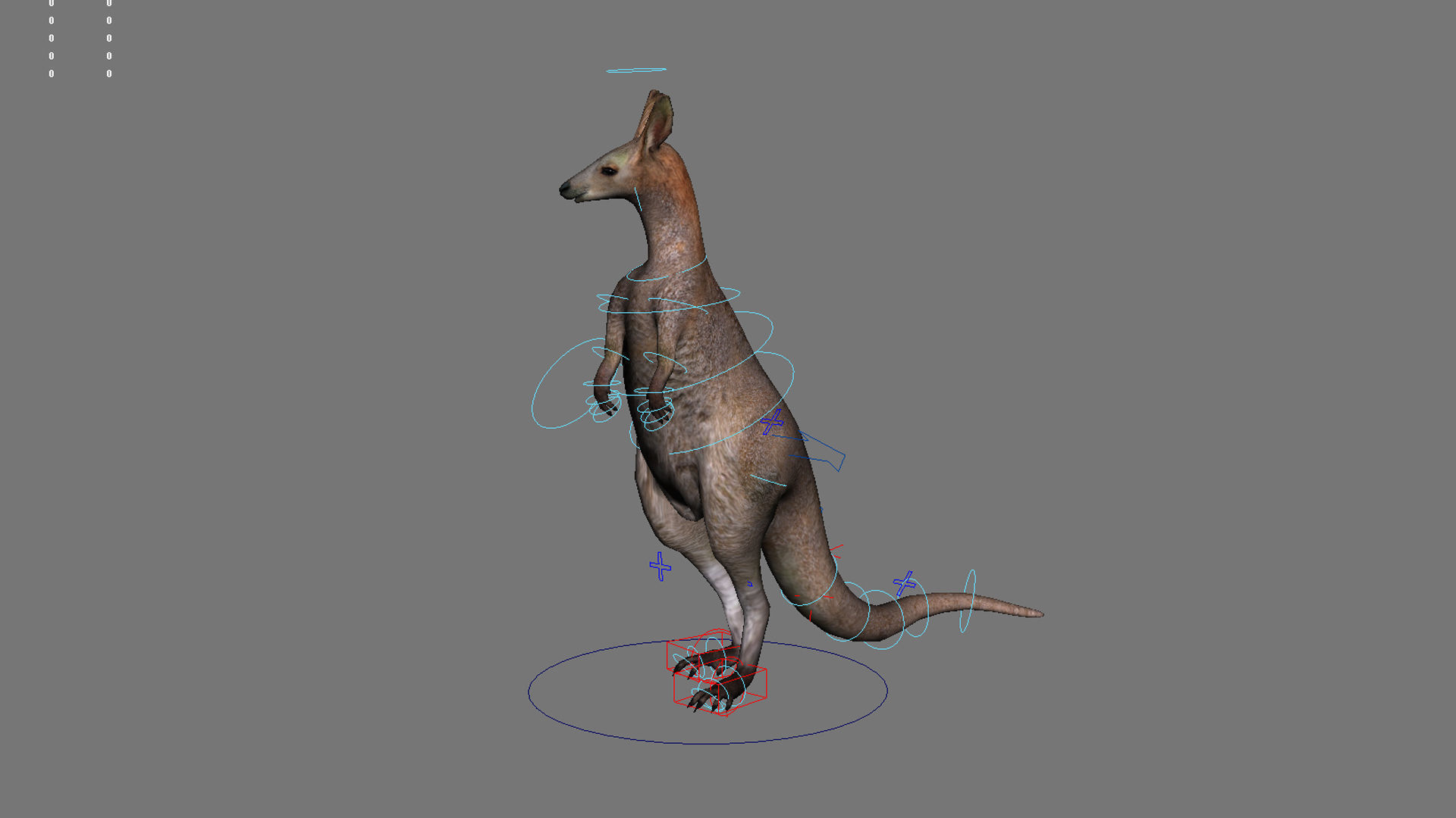 kangaroo australia wallabie red hop outback marsupial  3D model_3
