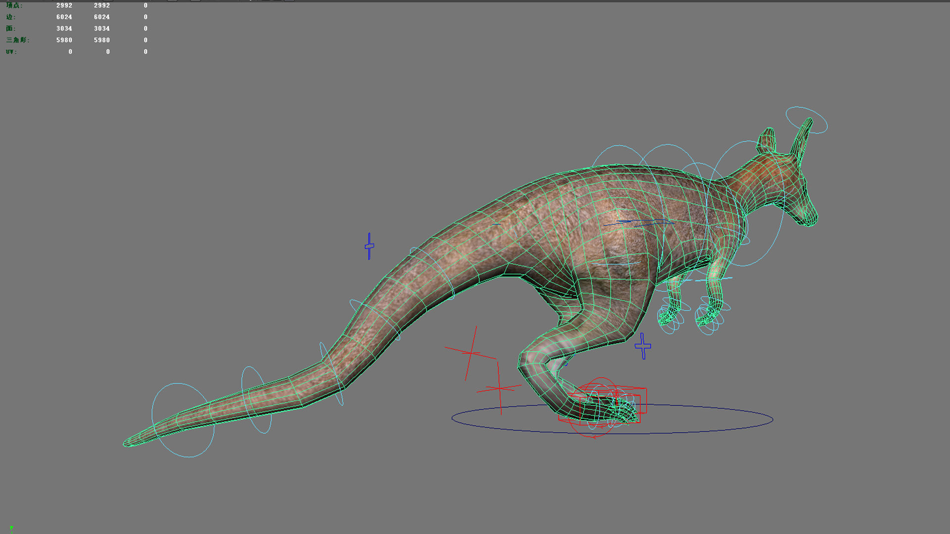 kangaroo australia wallabie red hop outback marsupial  3D model_5