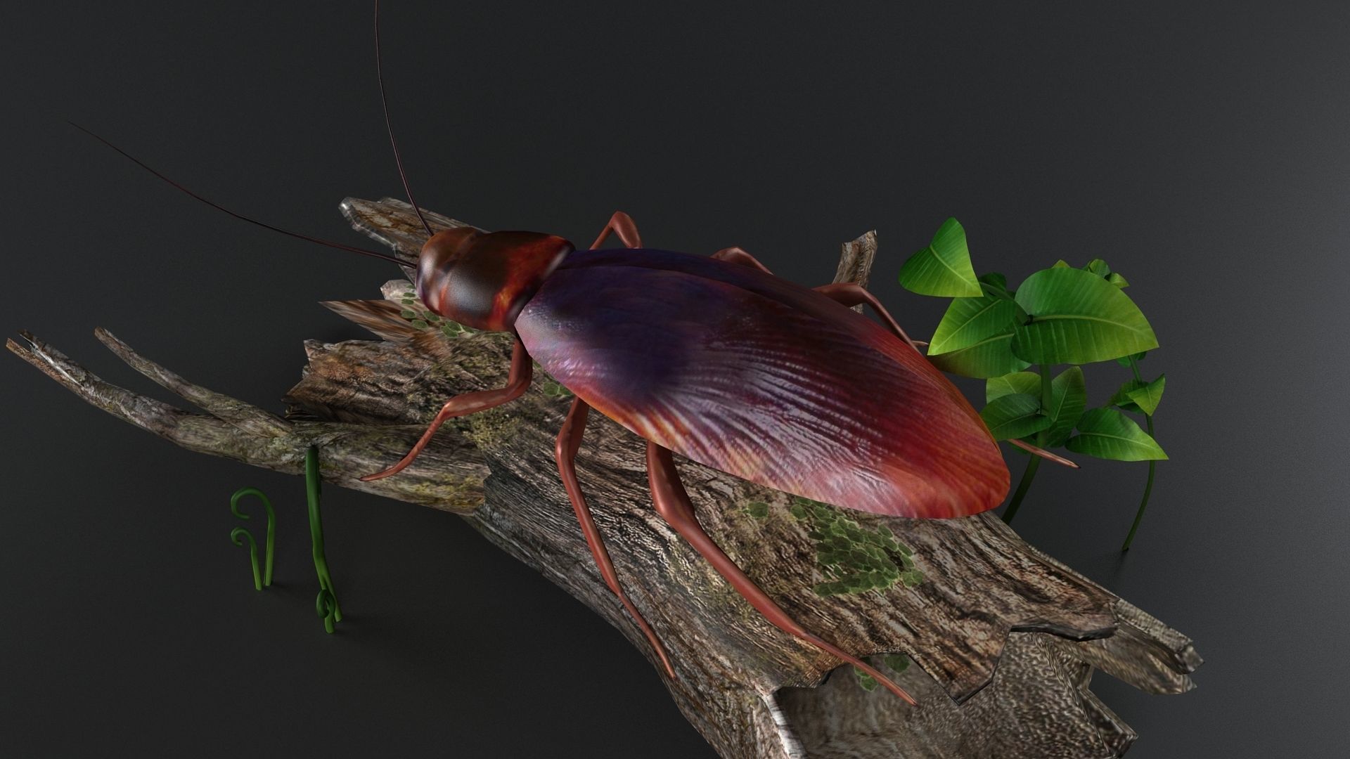 gameready cockroach insect roach bug beetle pest vermin 3D model_4