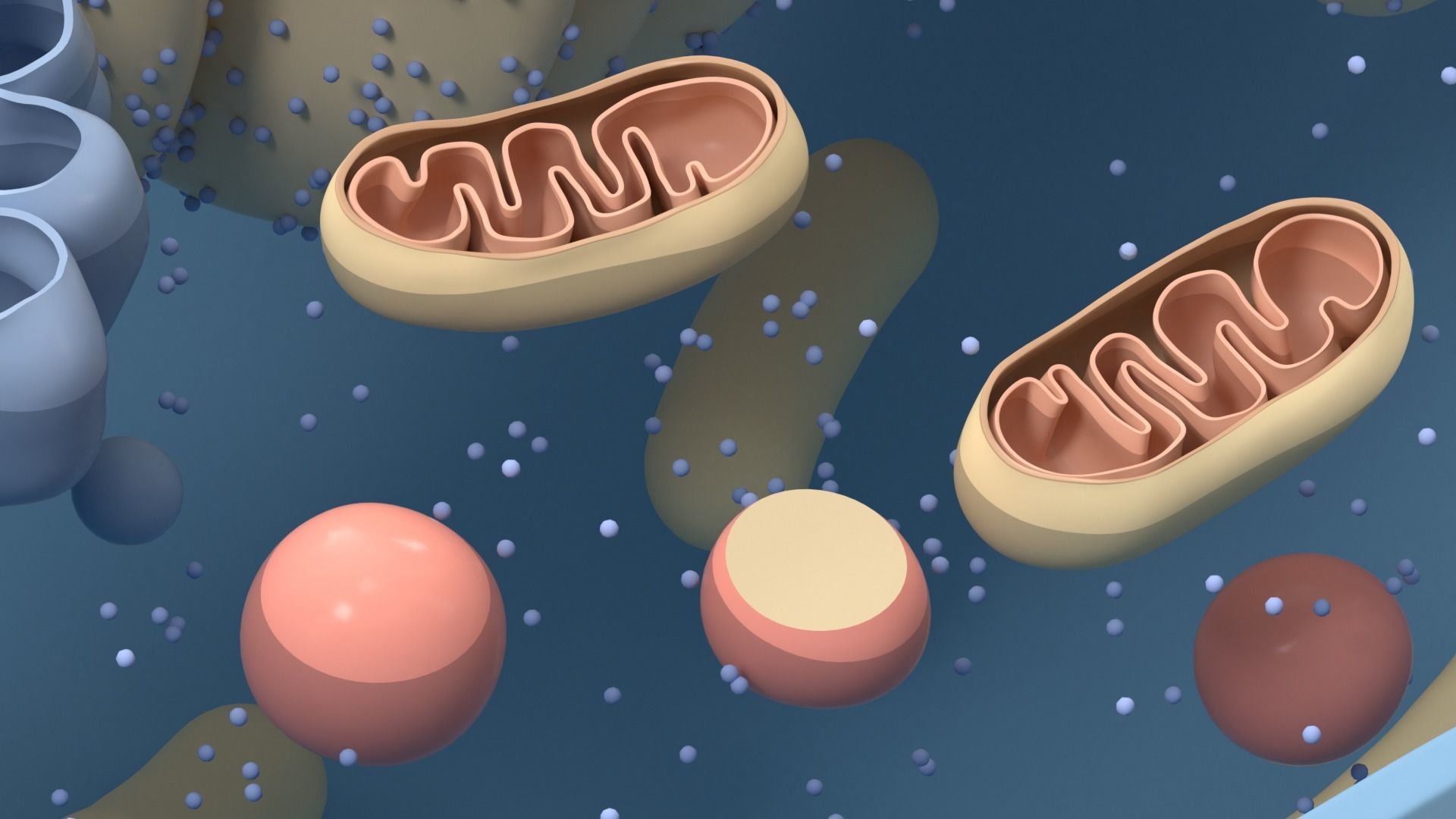 Cell Structure Section 3D model_5