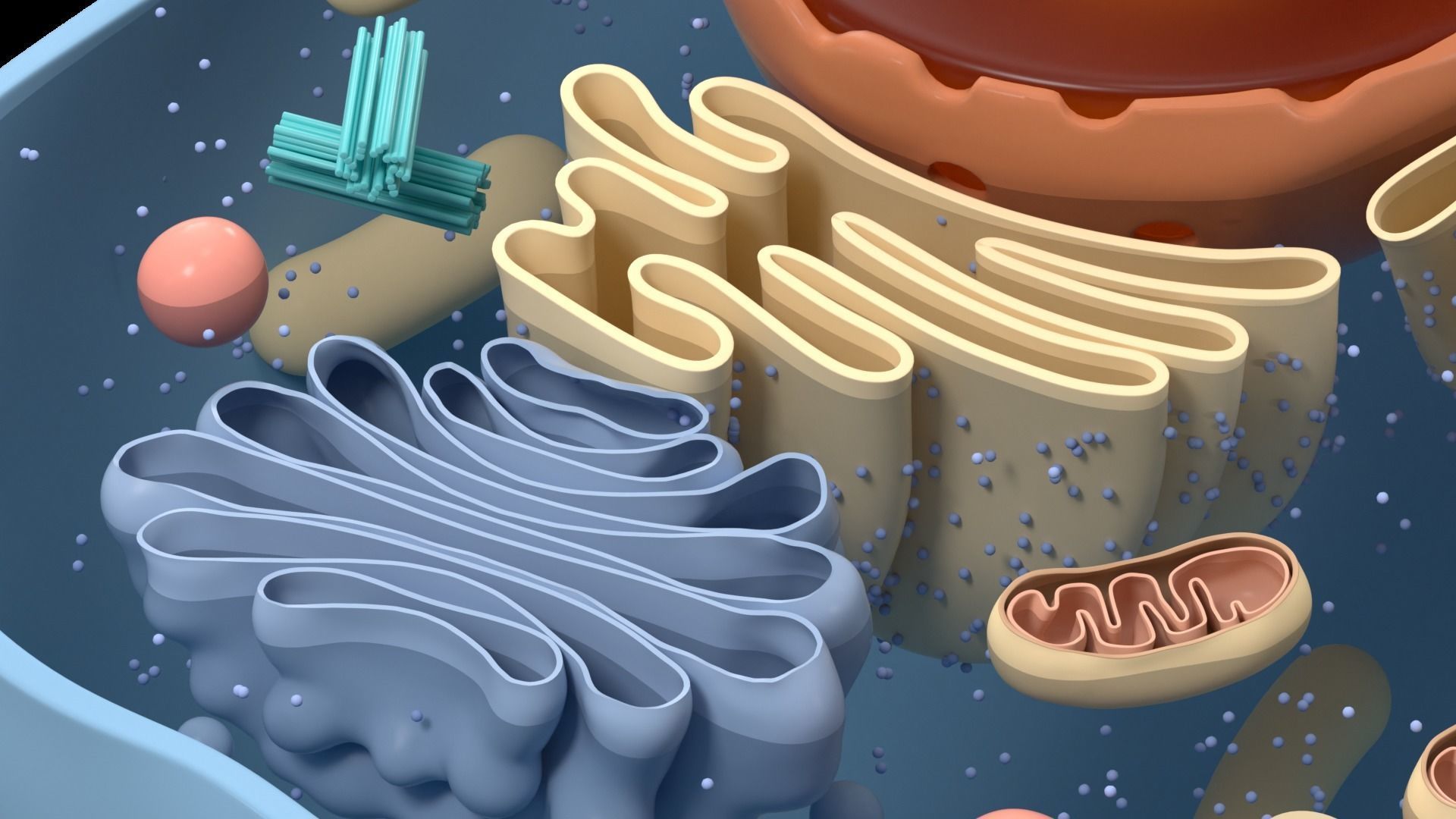 Cell Structure Section 3D model_4