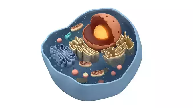Cell Structure Section