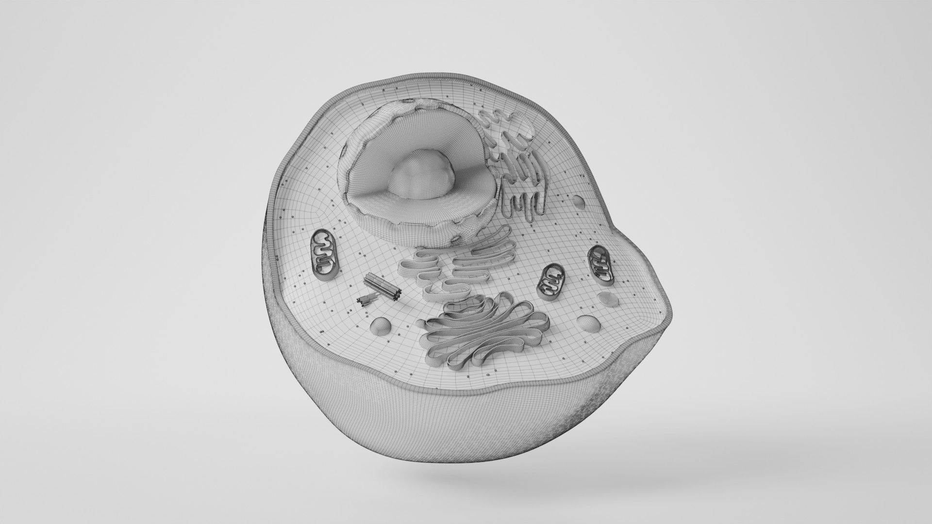Cell Structure Section 3D model_2